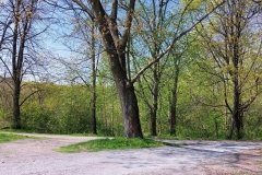 Krajobraz drzew