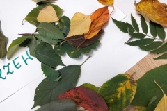 Różne rodzaje liści rozłożone na kartce papieru